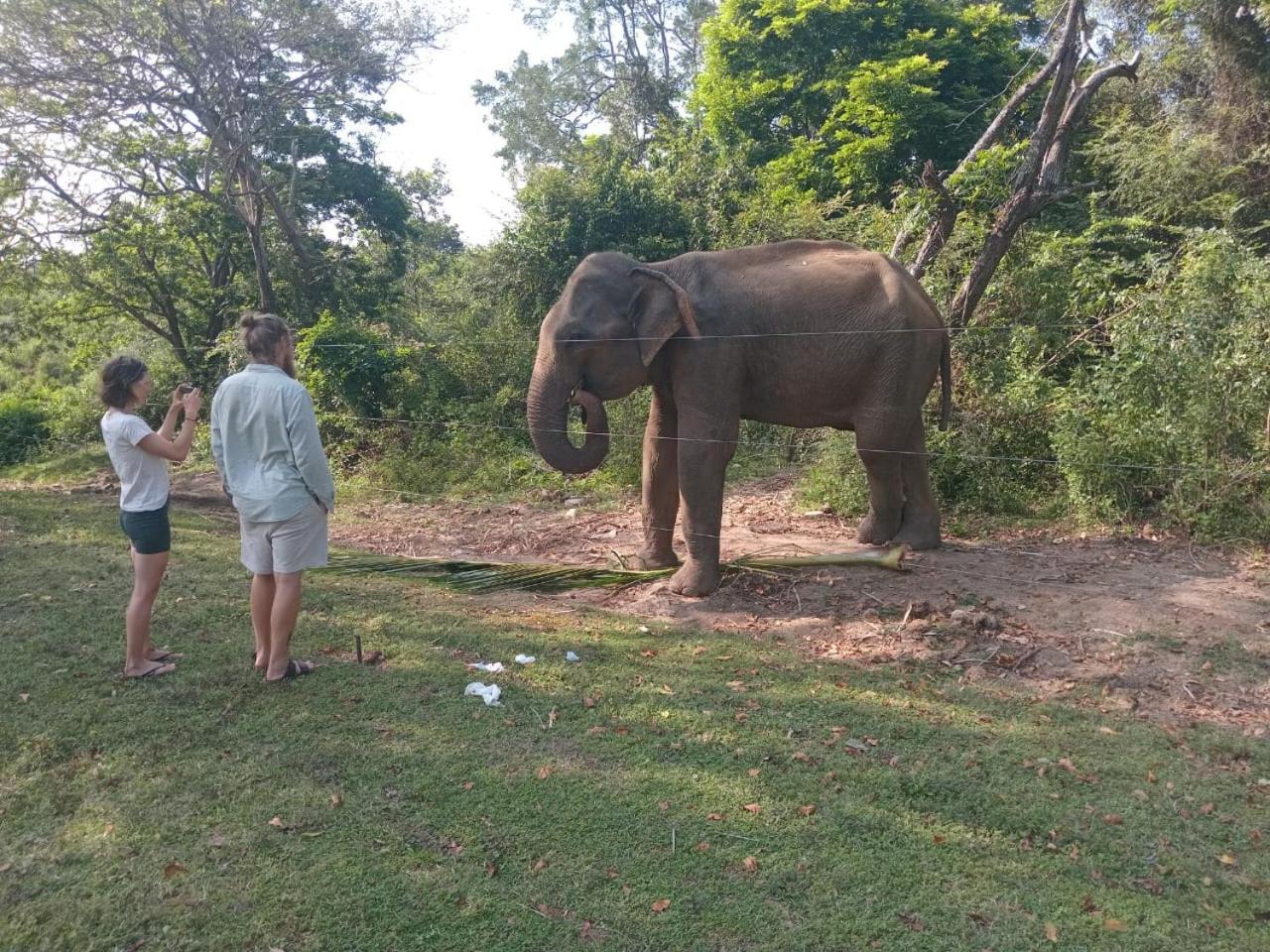 Peacock Villa Resort Udawalawe Værelse billede