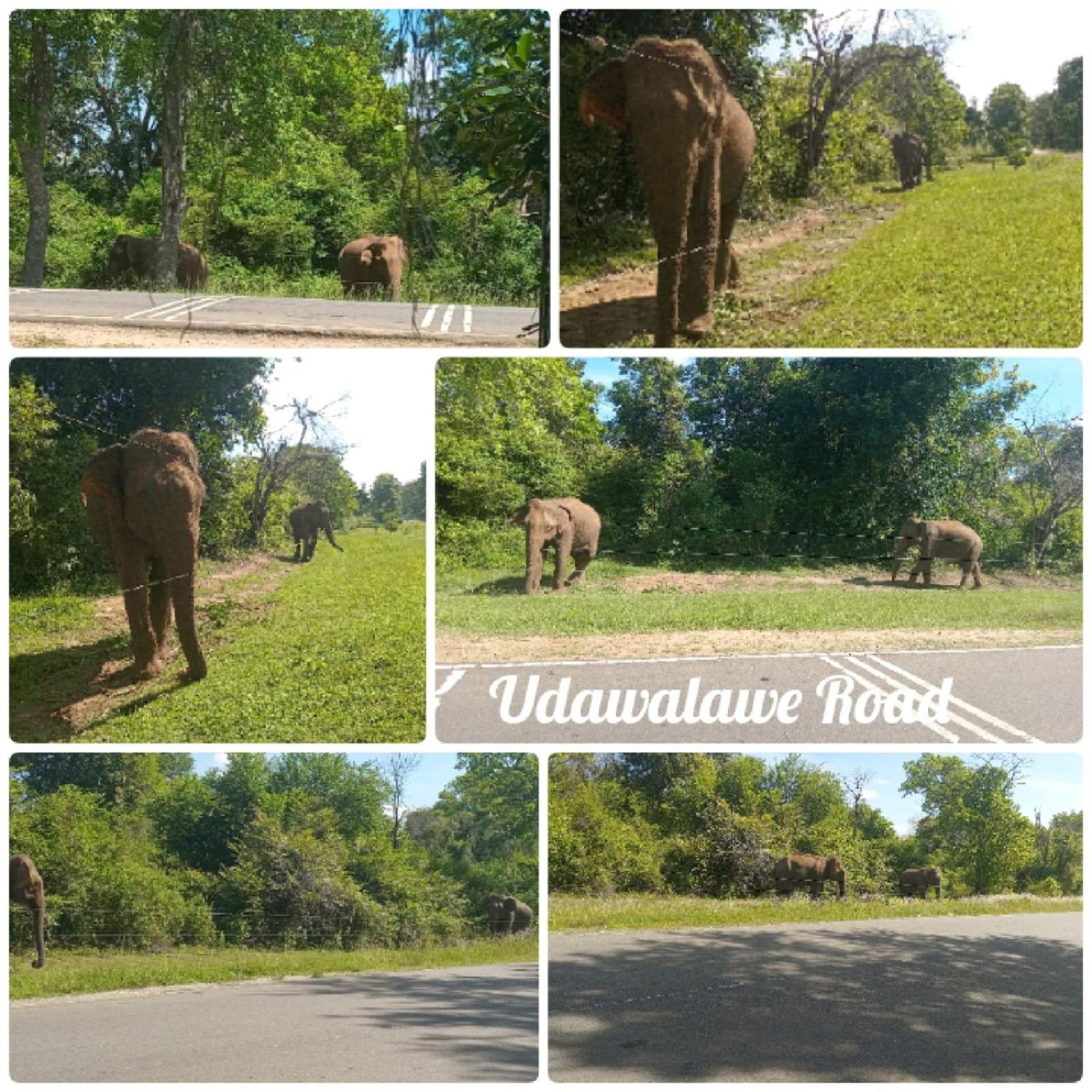 Peacock Villa Resort Udawalawe Værelse billede
