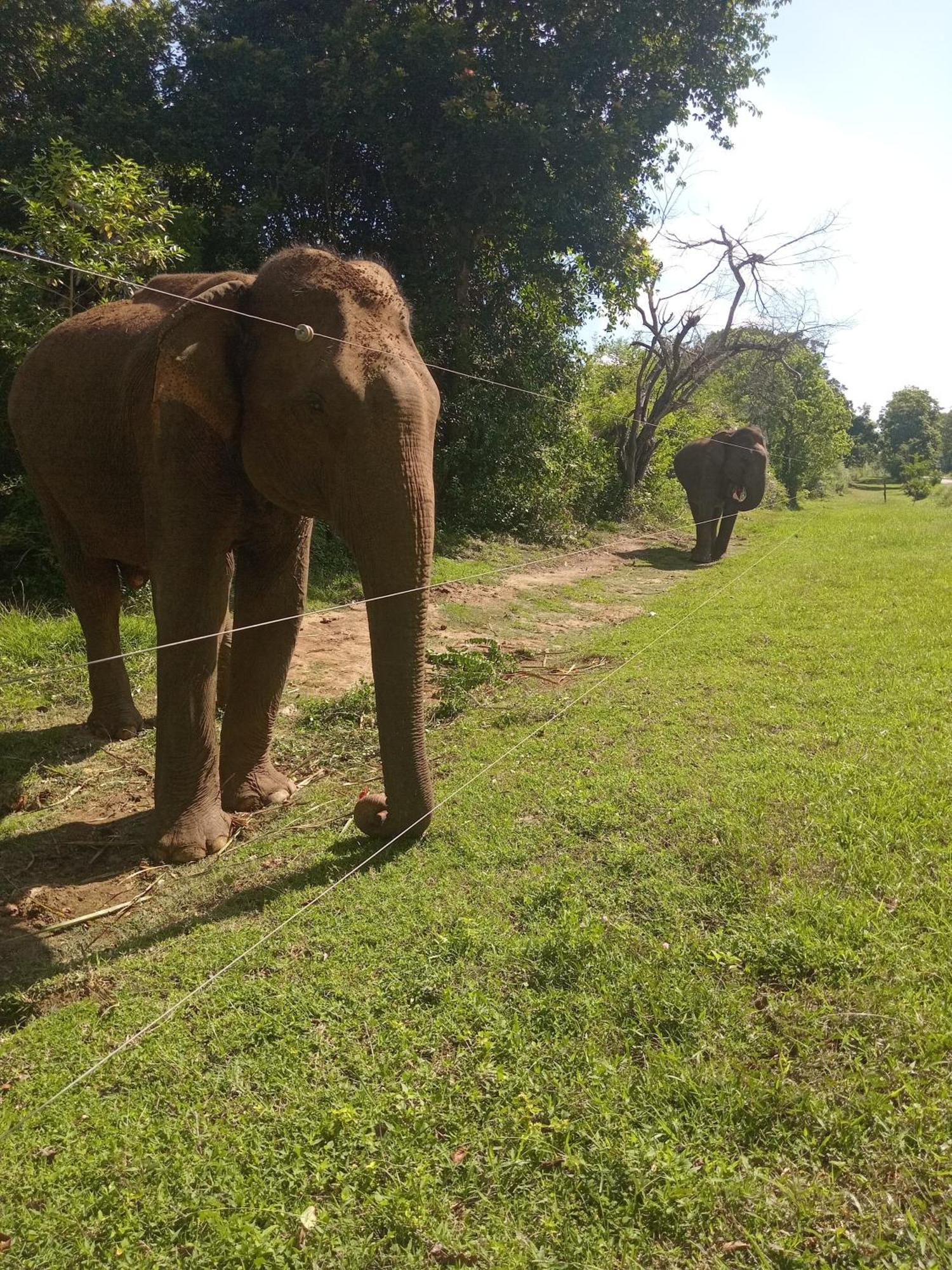 Peacock Villa Resort Udawalawe Værelse billede